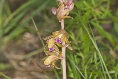 Crested Coralroot, Hexalectris spicata