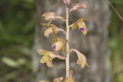 Crested Coralroot, Hexalectris spicata