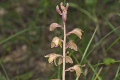 Crested Coralroot, Hexalectris spicata