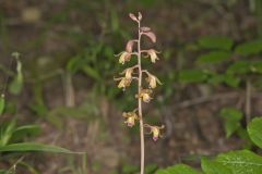 Crested Coralroot, Hexalectris spicata