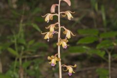 Crested Coralroot, Hexalectris spicata