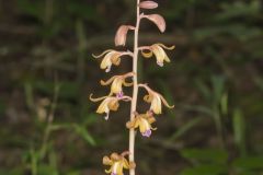 Crested Coralroot, Hexalectris spicata