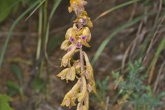 Crested Coralroot, Hexalectris spicata