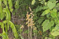 Crested Coralroot, Hexalectris spicata