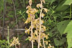 Crested Coralroot, Hexalectris spicata