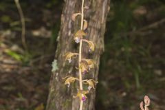 Crested Coralroot, Hexalectris spicata