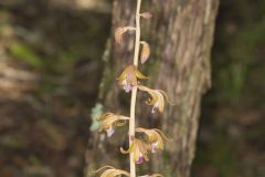 Crested Coralroot, Hexalectris spicata