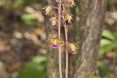 Crested Coralroot, Hexalectris spicata