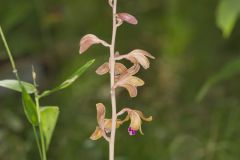 Crested Coralroot, Hexalectris spicata