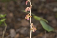 Crested Coralroot, Hexalectris spicata