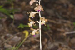 Crested Coralroot, Hexalectris spicata