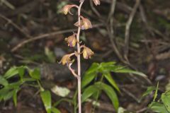 Crested Coralroot, Hexalectris spicata