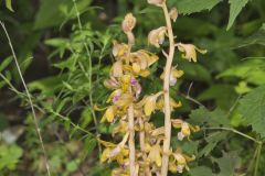 Crested Coralroot, Hexalectris spicata