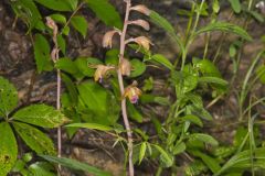 Crested Coralroot, Hexalectris spicata