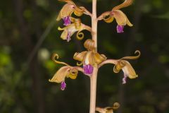 Crested Coralroot, Hexalectris spicata