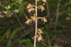 Crested Coralroot, Hexalectris spicata