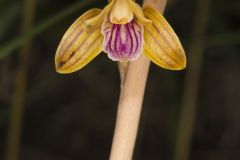 Crested Coralroot, Hexalectris spicata