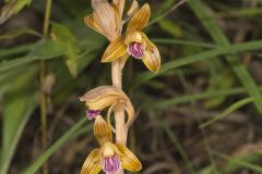 Crested Coralroot, Hexalectris spicata