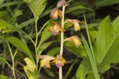 Crested Coralroot, Hexalectris spicata