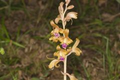 Crested Coralroot, Hexalectris spicata