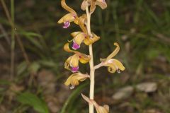 Crested Coralroot, Hexalectris spicata