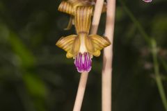 Crested Coralroot, Hexalectris spicata