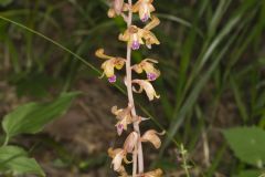 Crested Coralroot, Hexalectris spicata