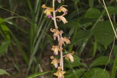 Crested Coralroot, Hexalectris spicata