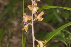 Crested Coralroot, Hexalectris spicata