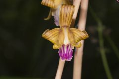 Crested Coralroot, Hexalectris spicata