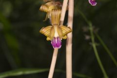 Crested Coralroot, Hexalectris spicata