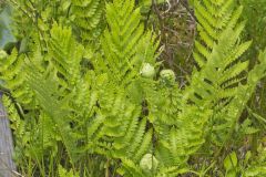 Crested Woodfern, Dryopteris cristata