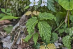 Crinkleroot, Cardamine diphylla