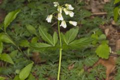 Crinkleroot, Cardamine diphylla