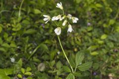 Crinkleroot, Cardamine diphylla