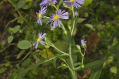 Crookedstem Aster, Symphyotrichum prenanthoides