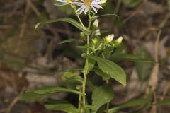 Crookedstem Aster, Symphyotrichum prenanthoides