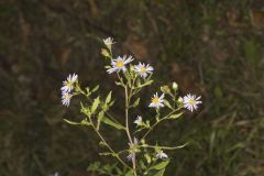 Crookedstem Aster, Symphyotrichum prenanthoides