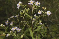 Crookedstem Aster, Symphyotrichum prenanthoides