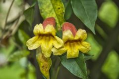 Cross Vine, Bignonia capreolata