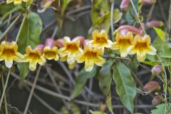 Cross Vine, Bignonia capreolata