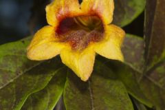 Cross Vine, Bignonia capreolata