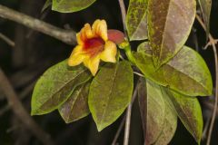 Cross Vine, Bignonia capreolata