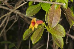 Cross Vine, Bignonia capreolata