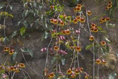 Cross Vine, Bignonia capreolata