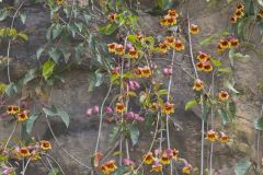 Cross Vine, Bignonia capreolata