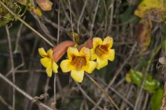 Cross Vine, Bignonia capreolata