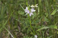 Crownvetch, Securigera varia