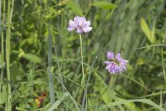 Crownvetch, Securigera varia