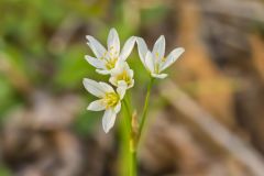 Crowpoison, Nothoscordum bivalve